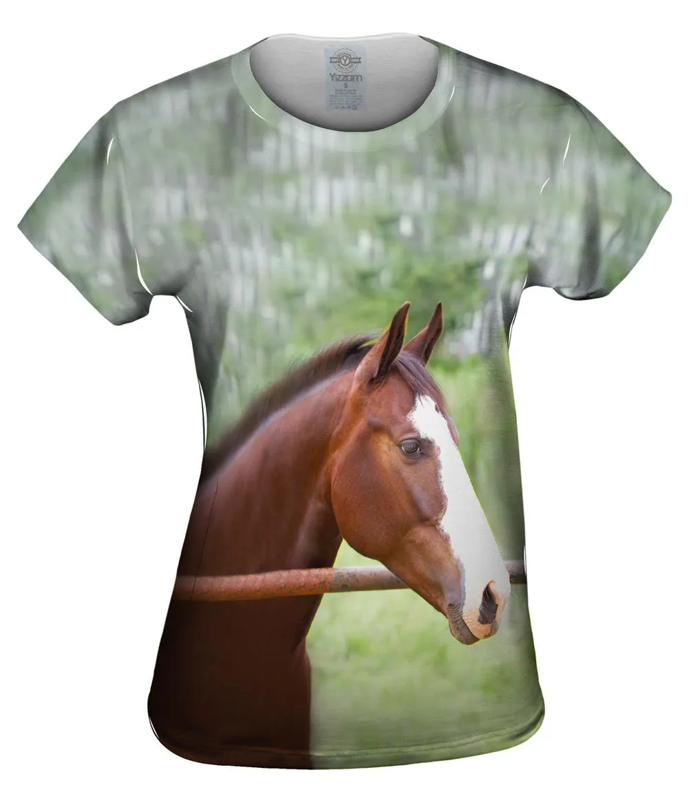 Horse At Rest