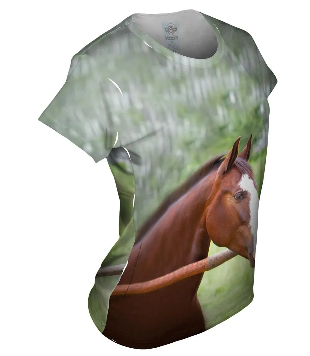 Horse At Rest