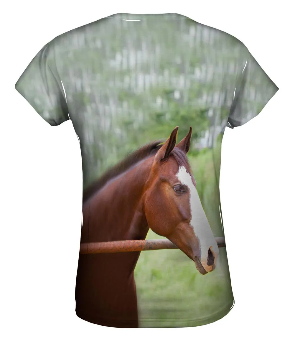 Horse At Rest