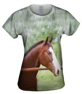 Horse At Rest
