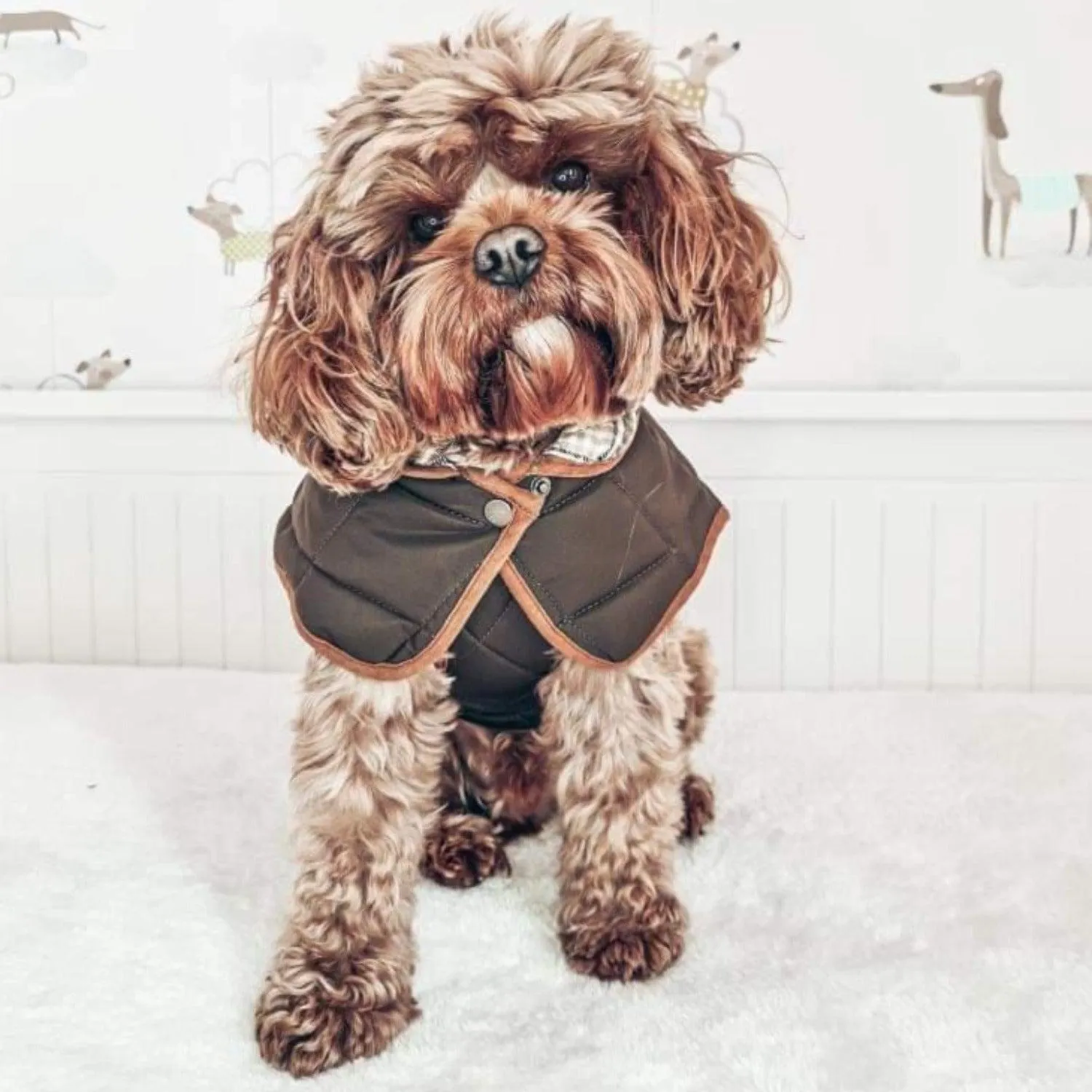 Oxford Quilted Dog Coat