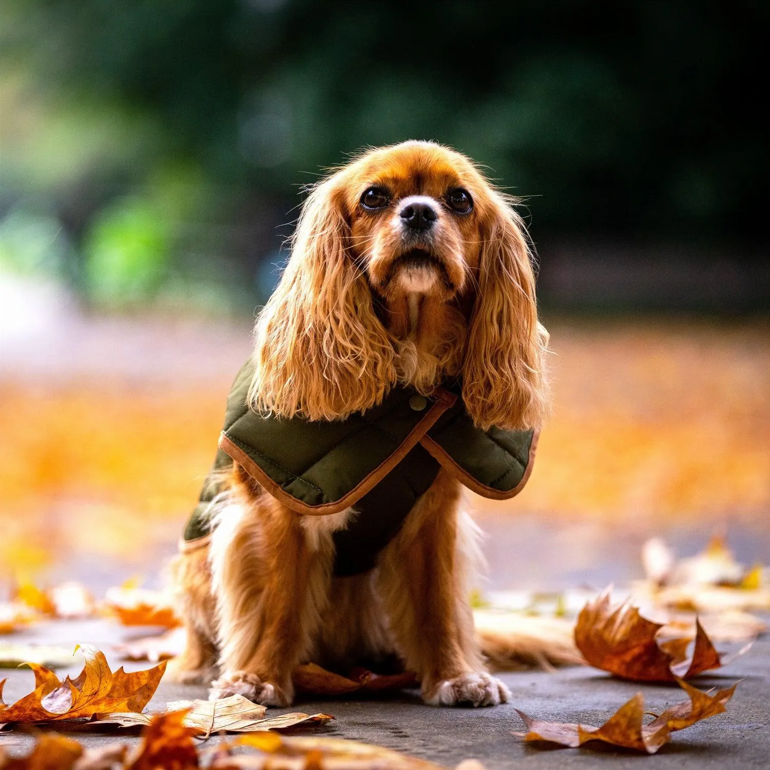 Oxford Quilted Dog Coat